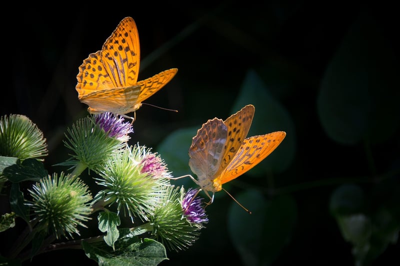 Butterfly Effect Butterfly